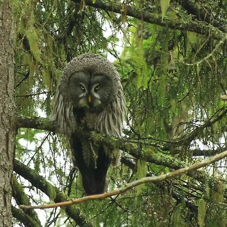 Jongunjoen Matkailu Hotel Lieksa
